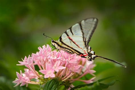 Eurytides Epidaus Kiteswallowtail Mexicano Hermosa Mariposa Con Alas