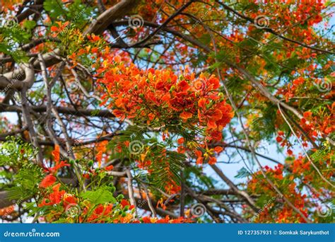 Royal Poinciana Tree Stock Image Image Of Blue Bright 127357931