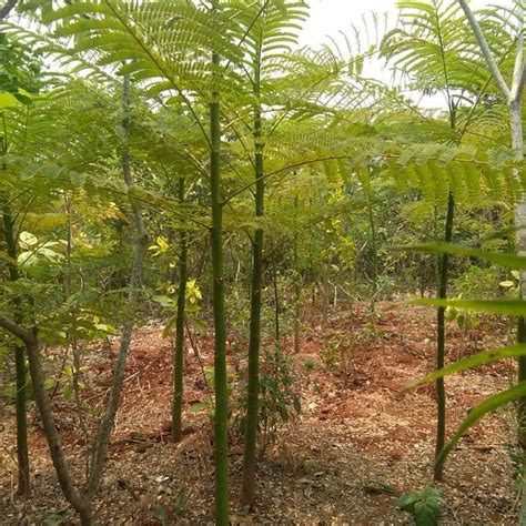 Solobium Schizolobium Parahyba Atau Pohon Pakis Brazil