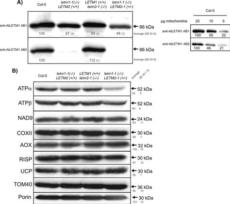 Analysis Of Mitochondrial Protein Abundance A Western Blot Analysis