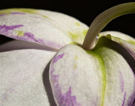 Orchid Macro: spectacular! | Orchids, Photography contests, Macro