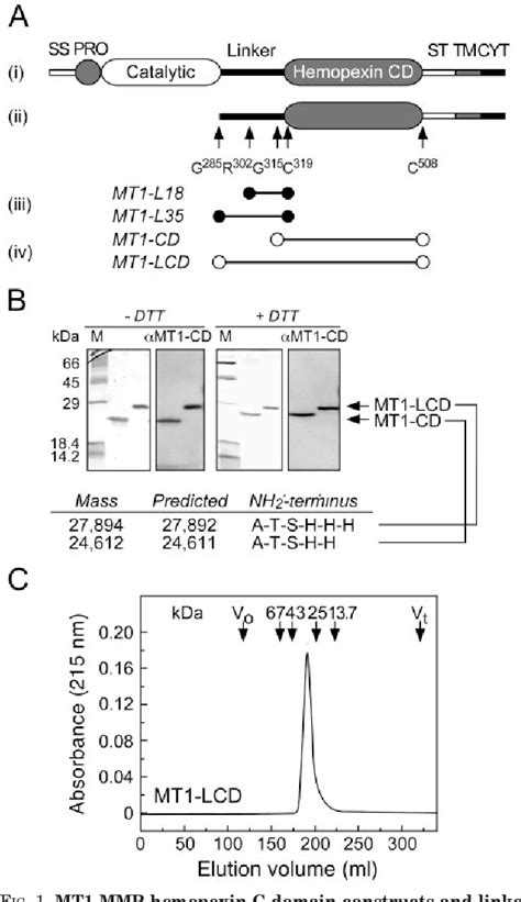 Figure 1 From Collagen Binding Properties Of The Membrane Type 1 Matrix Metalloproteinase Mt1