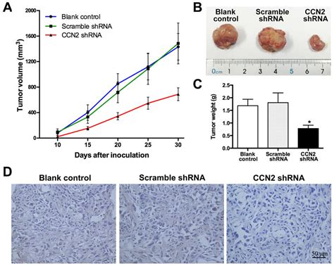 Targeting Of Ccn2 Attenuates Xenograft Tumor Growth In Vivo A Tumor