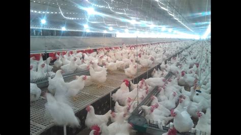 Artificial Insemination In Chicken Breeder Flocks Semen Injected To