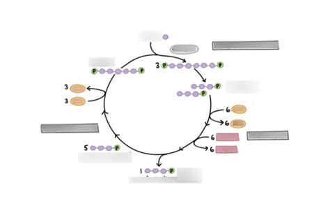 Calvin Cycle Diagram Diagram Quizlet