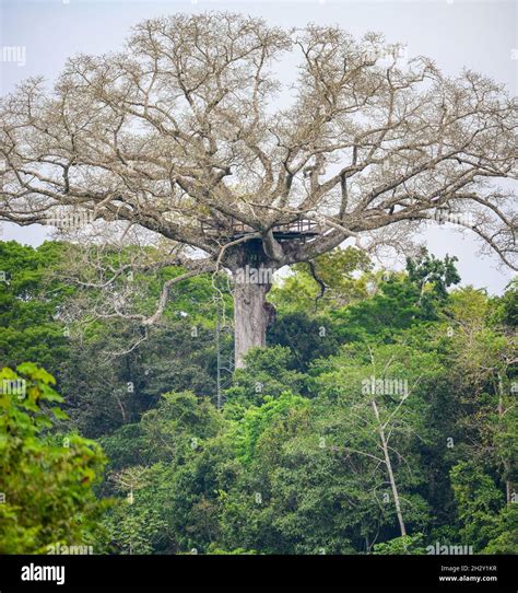 Tropical Rainforest Kapok Tree