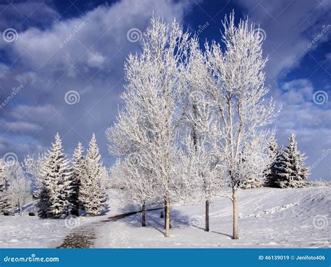 Winter Landscape Frosty Trees Stock Image Image Of Nature Beautiful