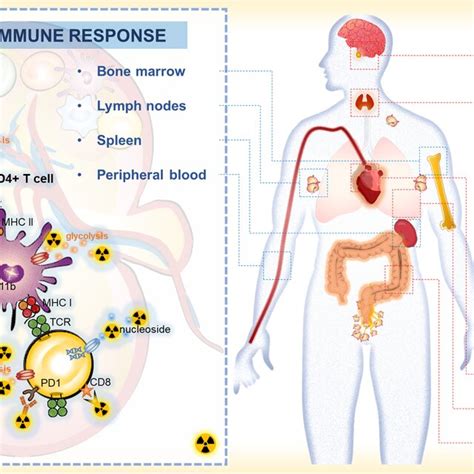 Systemic Immune Response To Immune Checkpoint Inhibitors When Ici