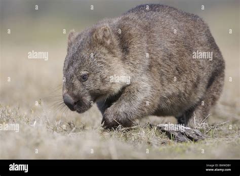 Wombat Wombats Australia Australian Australasia Australasian Herbivore