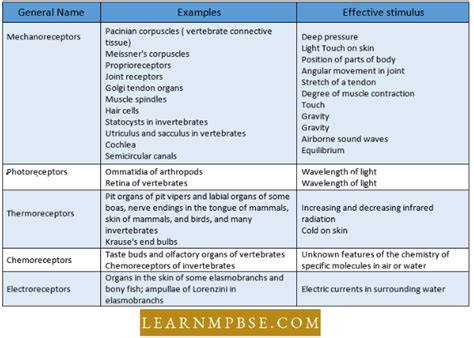 NEET Biology Sense Organs Notes – Learn MPBSE