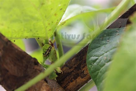 Lady Bird Beetle – Nativus Farms