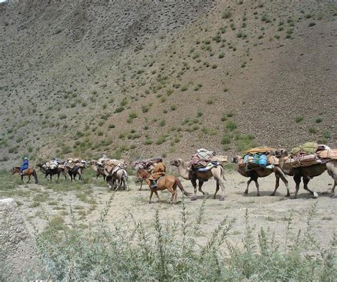 High Altai Argali Sheep Hunting : Altai Argali Hunts in Mongolia