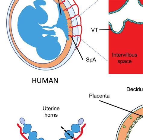 How Do Uterine Natural Killer And Innate Lymphoid Cells Contribute To