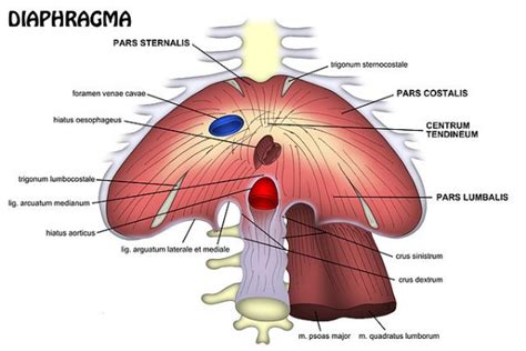 diaphragm pain 20 free Cliparts | Download images on Clipground 2025