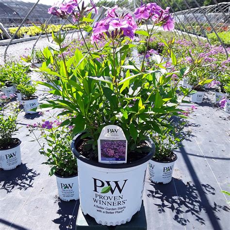 'Cloudburst' Tall Cushion Phlox - Grown By Overdevest