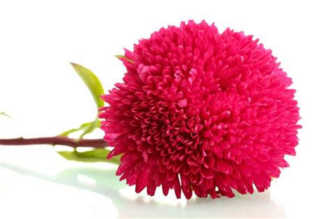 Premium Photo | Pink aster flower isolated on white