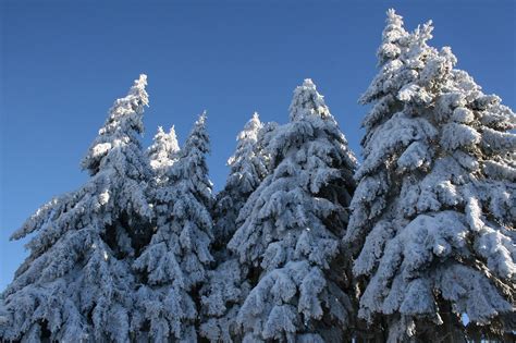 Snow Snowy Pine Trees - Free photo on Pixabay