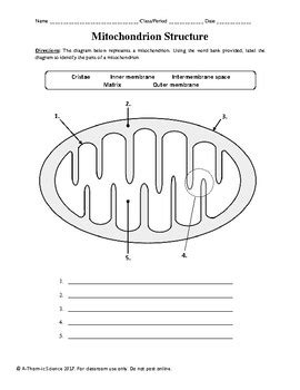 Chloroplasts And Mitochondria Worksheet