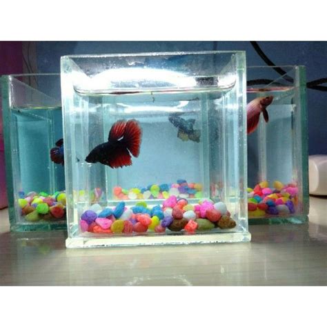 Jual Aquarium Mini Cupang 10610 Tempat Ikan Cupang Soliter Mini