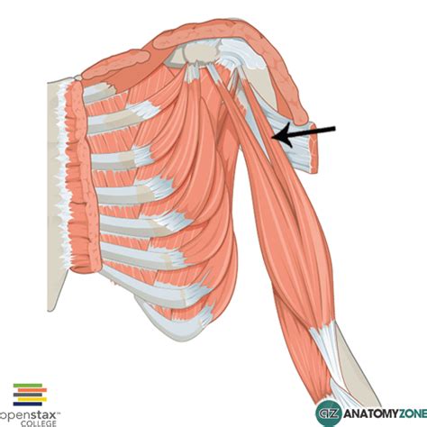 Biceps Brachii - Long Head - AnatomyZone