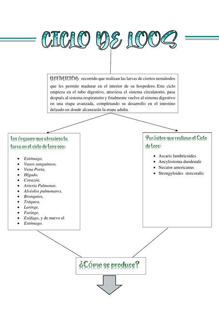 Ciclo De Loos Ciclo De Loos Parasitología Udocz