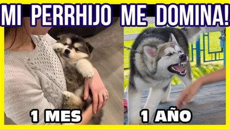 Por Qué Mi Perro Le Gruñe A Mi Hijo