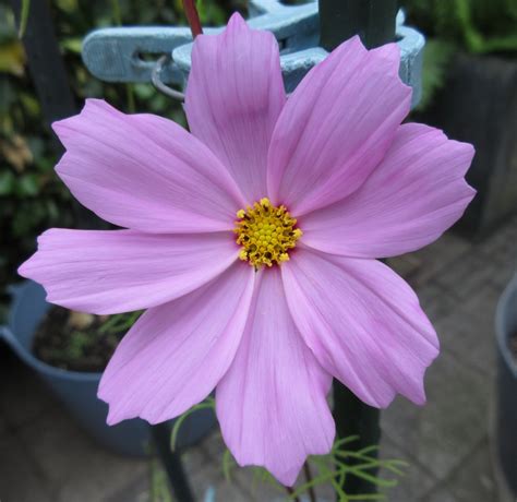 Solve Home Sown Cosmos Cosmea Jigsaw Puzzle Online With Pieces