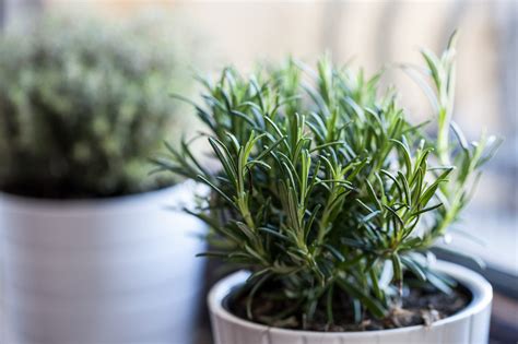 Coltivare Il Rosmarino Dalla A Alla Z Il Paese Verde