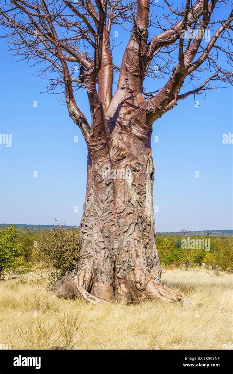 Baobab Tree Zimbabwe Hi Res Stock Photography And Images Alamy