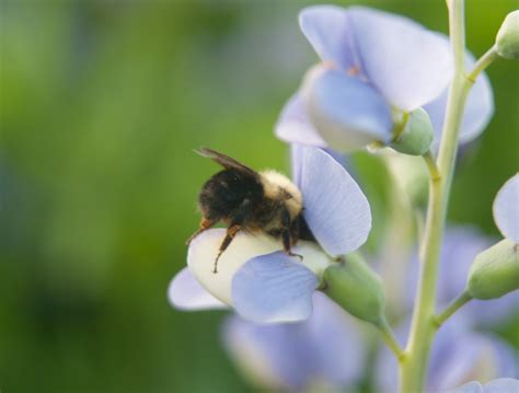 Bumble Bees and Baptisia: A Pollination Story | Xerces Society