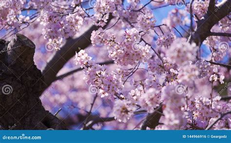 Sakura Flor De La Flor De Cerezo En Estaci N De Primavera Metrajes