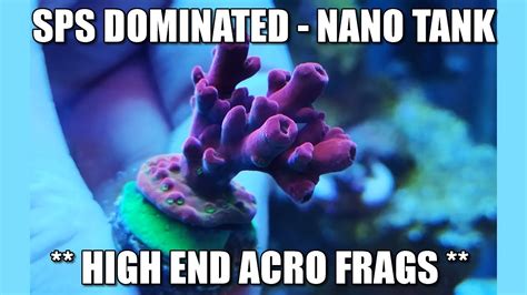 SPS Dominated Nano Tank 4 Month Update High End Frags YouTube