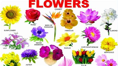 Flowers Images With Names Best Flower Site