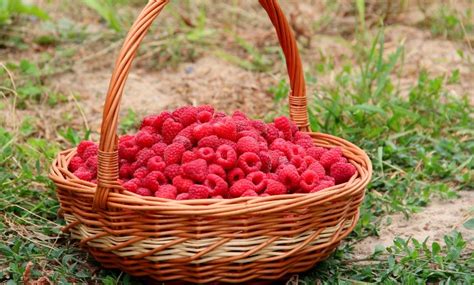 A Simple Guide To Tying Up Raspberries Growing Wild Roots