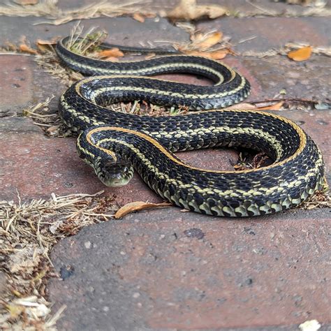 Warm weather brings all the snakes out to play : r/snakes