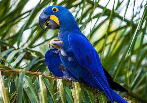 O Que Arara Azul Come - Arara-azul: reprodução, características, risco de extinção