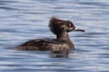 Hooded Merganser From Union Bay Natural Area Seattle Wa Usa On