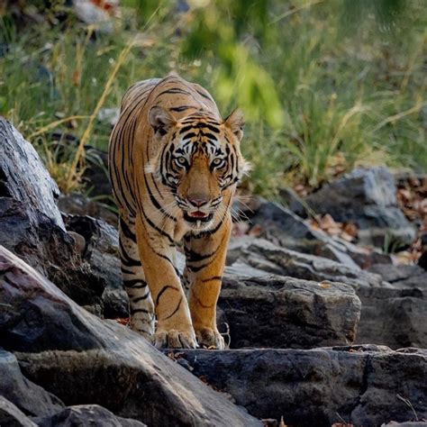 The Ultimate Guide To Tiger Reserves In India Tiger Safari In