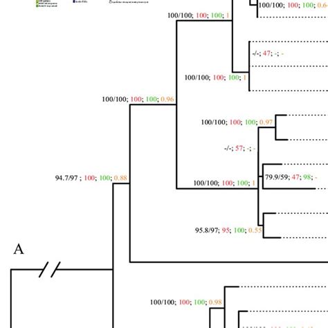 Maximum Likelihood Phylogeny Of Lycoris Inferred From Raxml Analysis Of