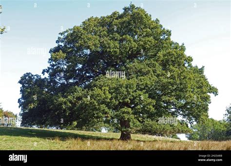 Oak Tree With Spreading Crown Hi Res Stock Photography And Images Alamy