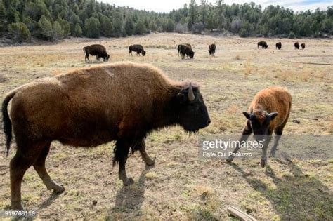 184 Zion Wildlife Park Stock Photos, High-Res Pictures, and Images ...