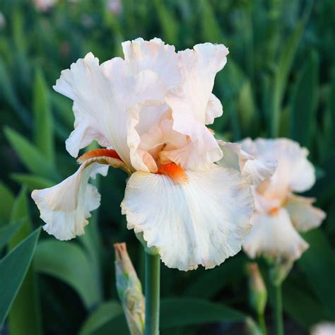 Reblooming Bearded Iris Bulbs for Sale | Large Iris Rhizomes – Easy To ...