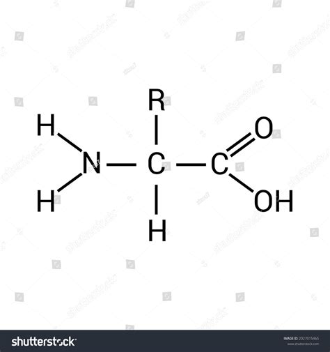 General Structure Amino Acid Stock Vector Royalty Free 2027015465 Shutterstock