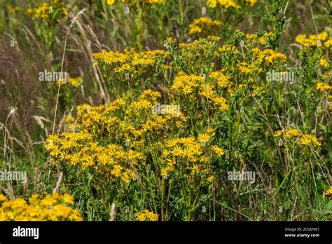 Common ragwort (Jacobaea vulgaris) a yellow flower weed wildflower ...