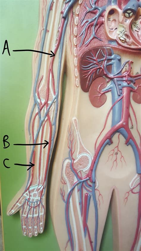 Aandp 2 Lab Arteries And Veins Of The Arm Diagram Quizlet