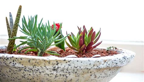 4 Simple Tips Of Growing Succulents For Beginners Amaze Vege Garden