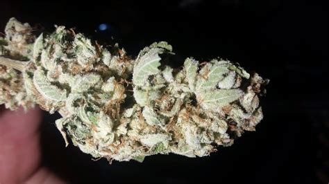 Photos of White Lightning Weed Strain Buds | Leafly