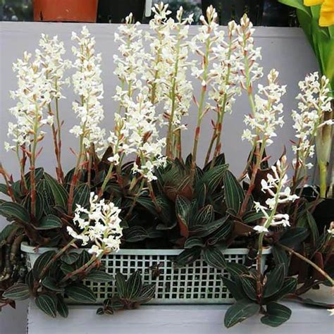 Ludisia Discolor Jewel Orchid Position Watering Fertilization