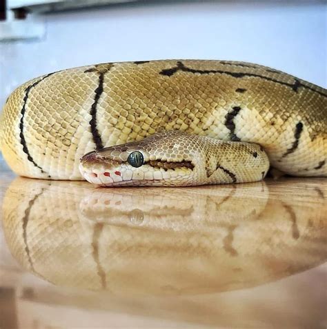 A Close Up Of A Snake On A Table