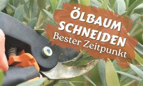 Olivenbaum Schneiden Wann Ist Der Ideale Zeitpunkt Gartenlexikon De